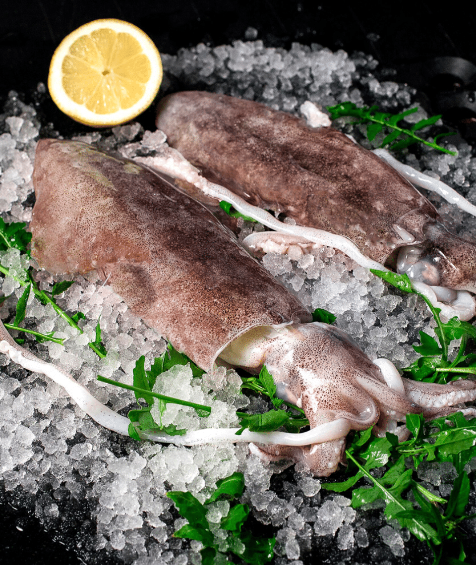 calamar de el rey de la sepia inicio