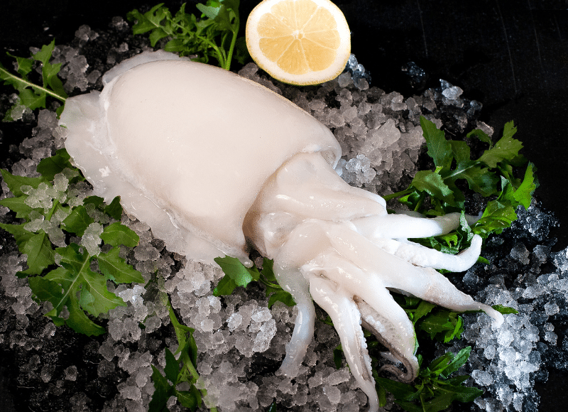 calamar el rey de la sepia